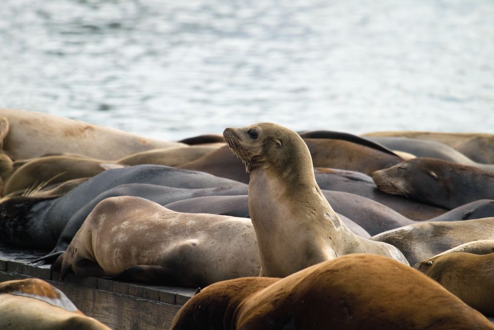 Cute sea lions at Pier 39