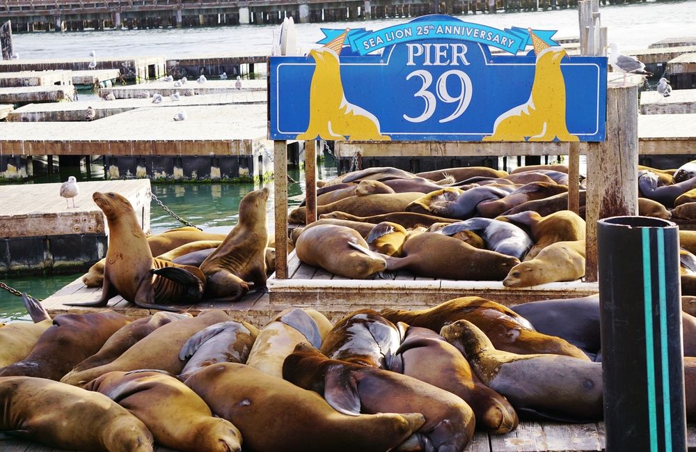 Sea lions lying down on a dock at Pier 39
