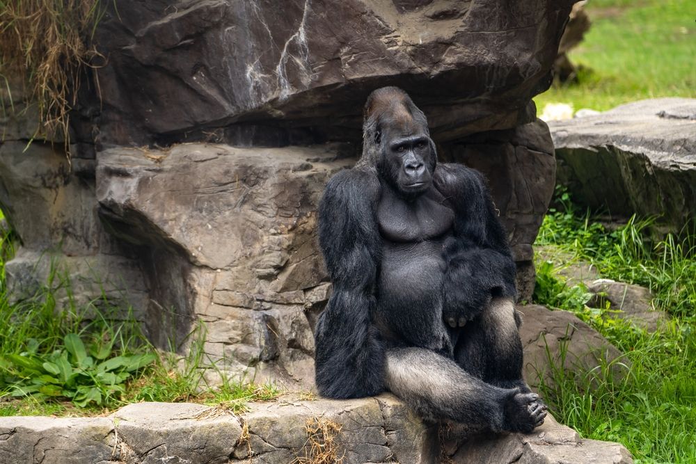 A gorilla at San Francisco Zoo & Gardens