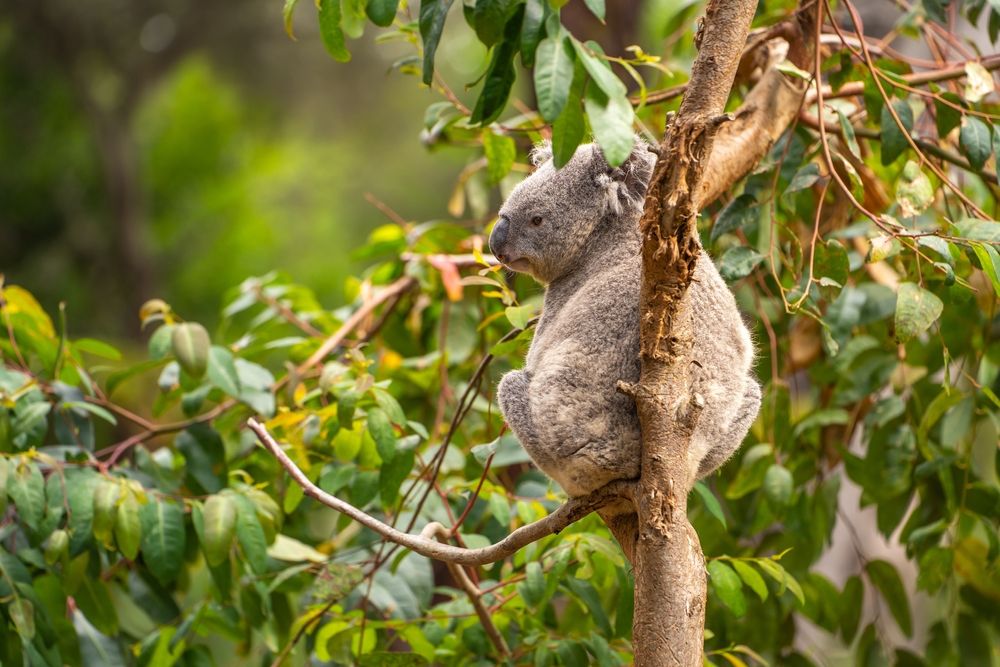 A koala at San Francisco Zoo & Gardens