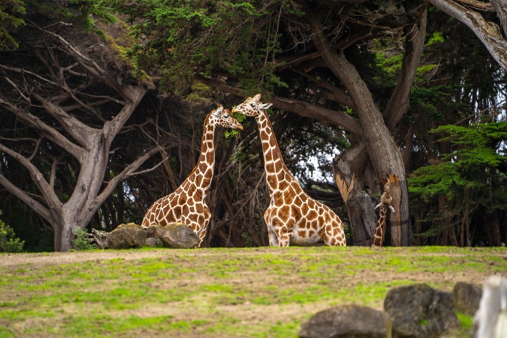 Giraffes at San Francisco Zoo & Gardens