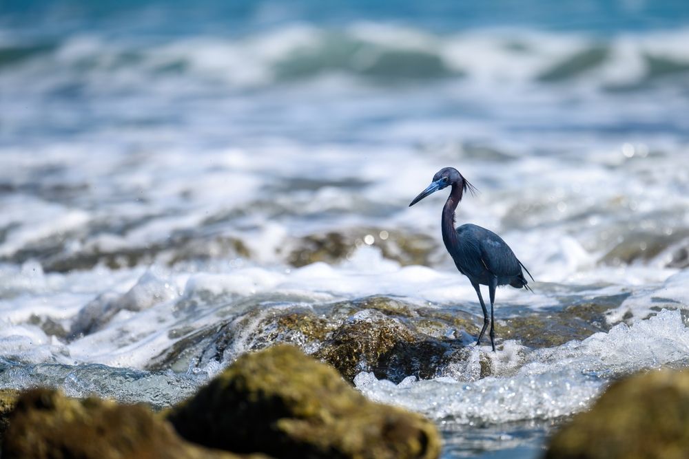 Great heron at Bathtub Reef Beach