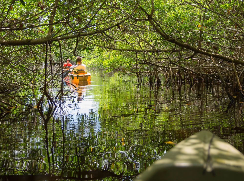 Mangrove kayaking at Everglades National Park