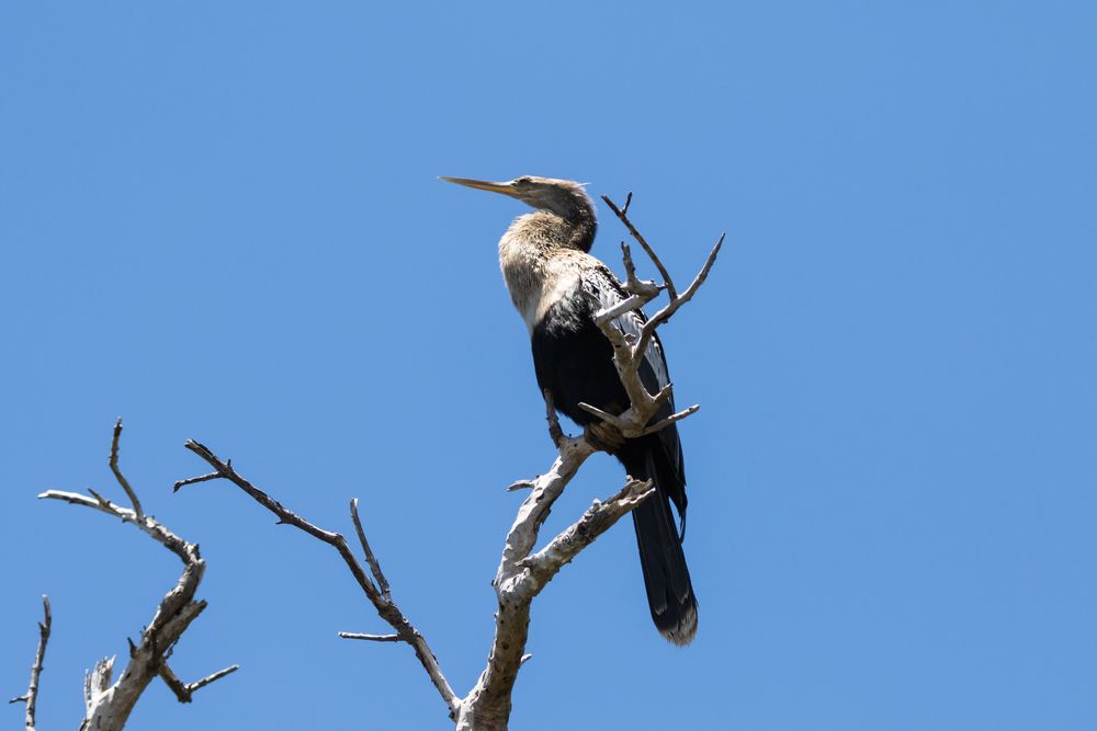 Anhinga at J.N. "Ding" Darling National Wildlife Refuge