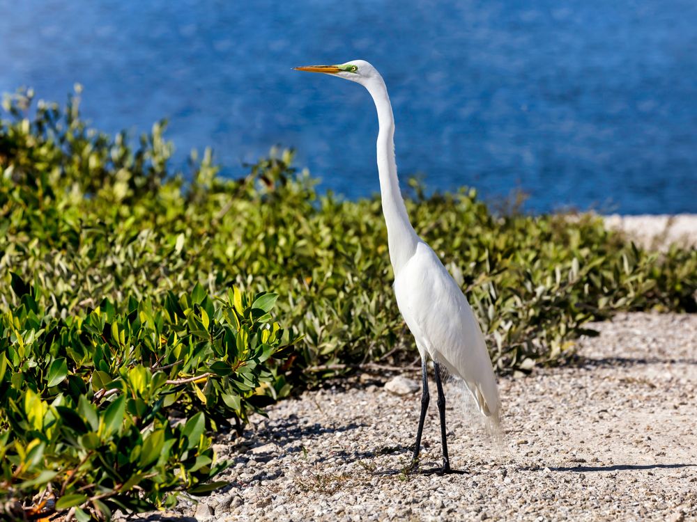 Great egret at J.N. "Ding" Darling National Wildlife Refuge