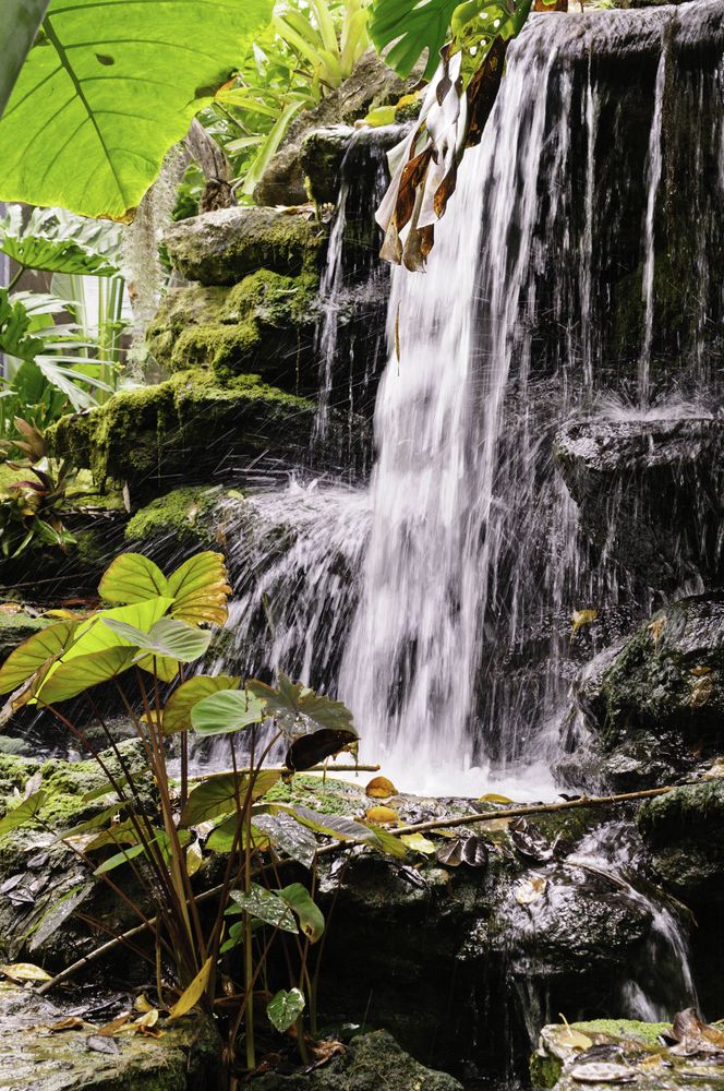 Small waterfall at Marie Selby Botanical Gardens