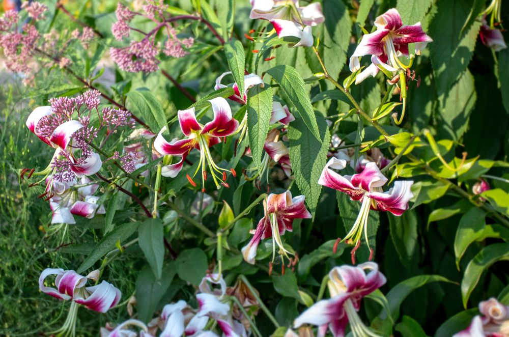 Beautiful flowers at Marie Selby Botanical Gardens