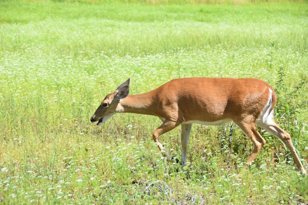 A deer at Myakka River State Park