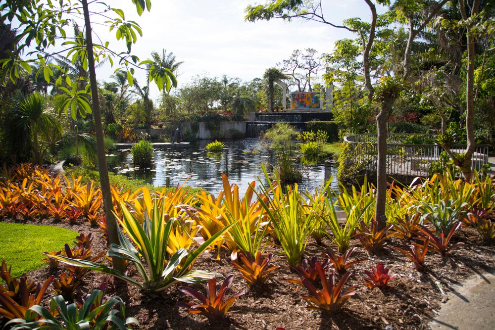Plants surrounding Naples Botanical Garden's lily pond