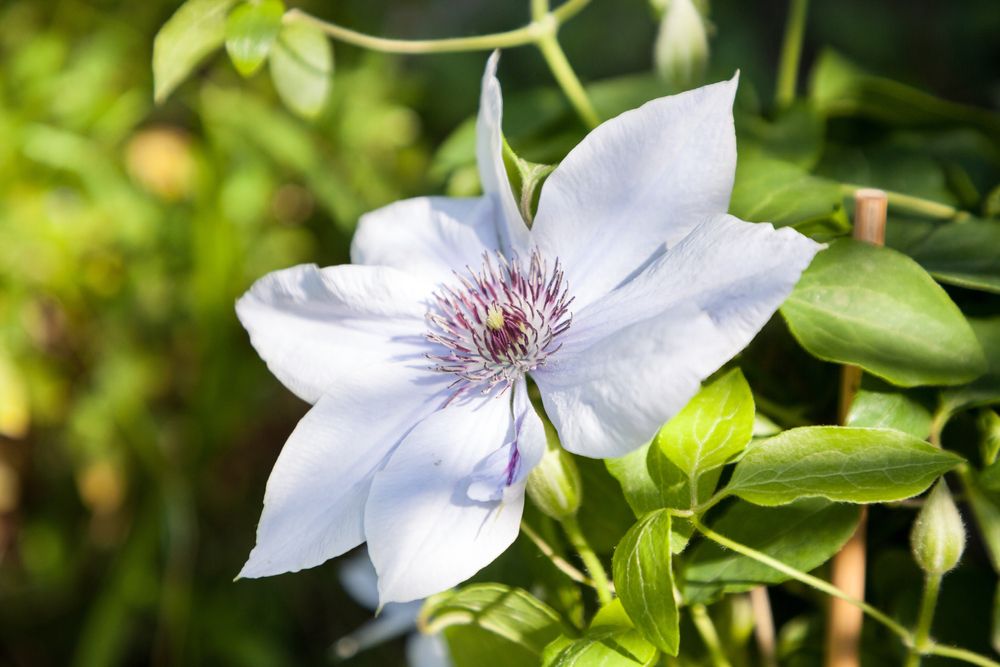 Beautiful flower at Naples Botanical Garden