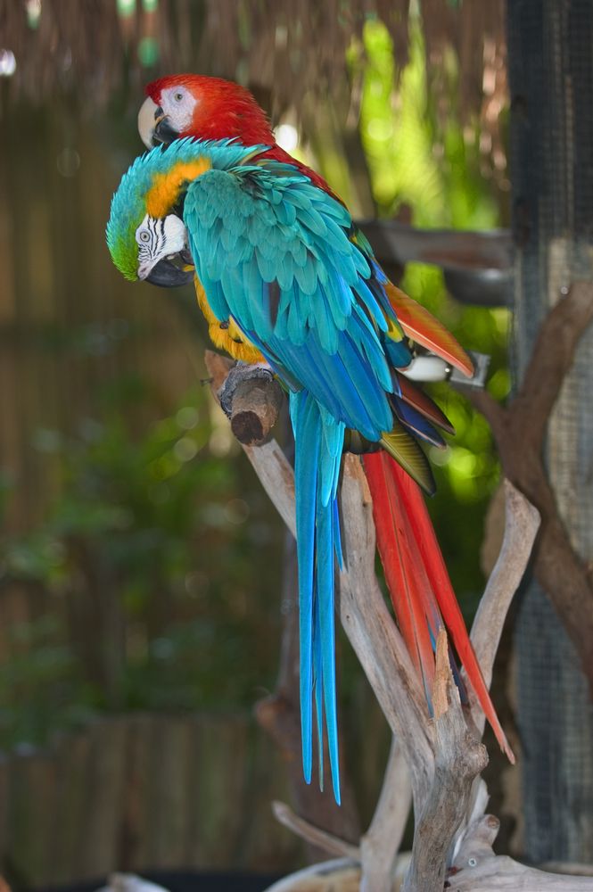 Macaws at Naples Zoo at Caribbean Gardens