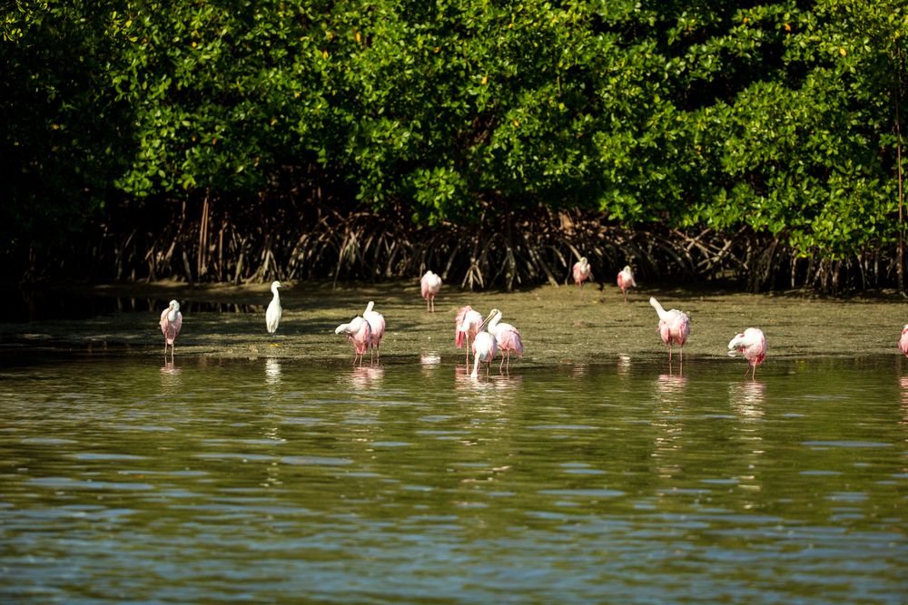 Roseate Spoonbills at Rookery Bay Reserve