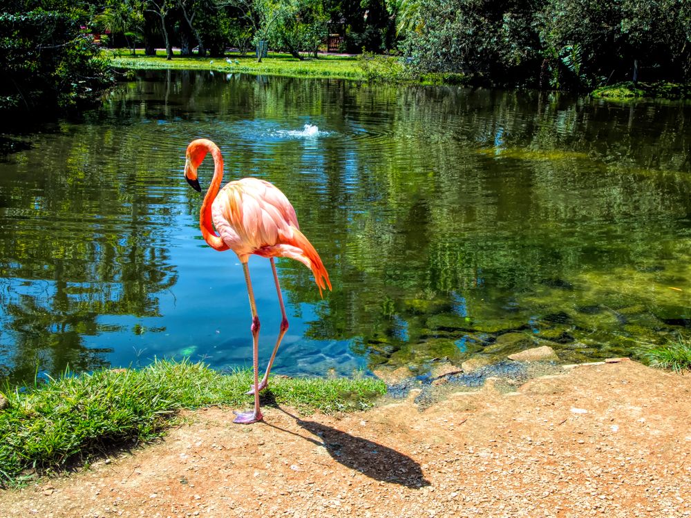 A pretty flamingo at Sarasota Jungle Gardens