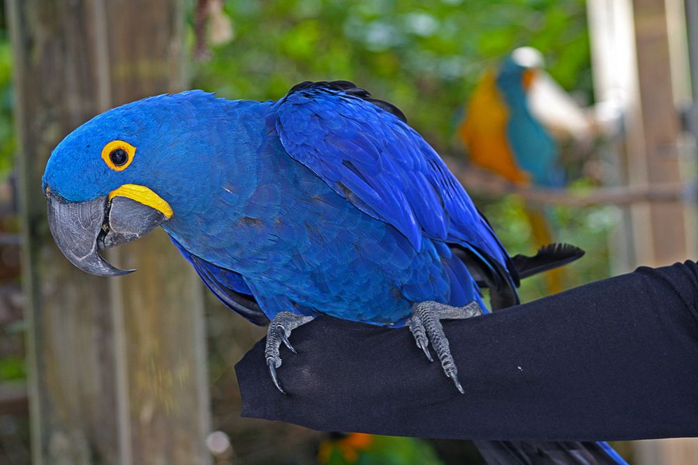 A bird at Sarasota Jungle Gardens