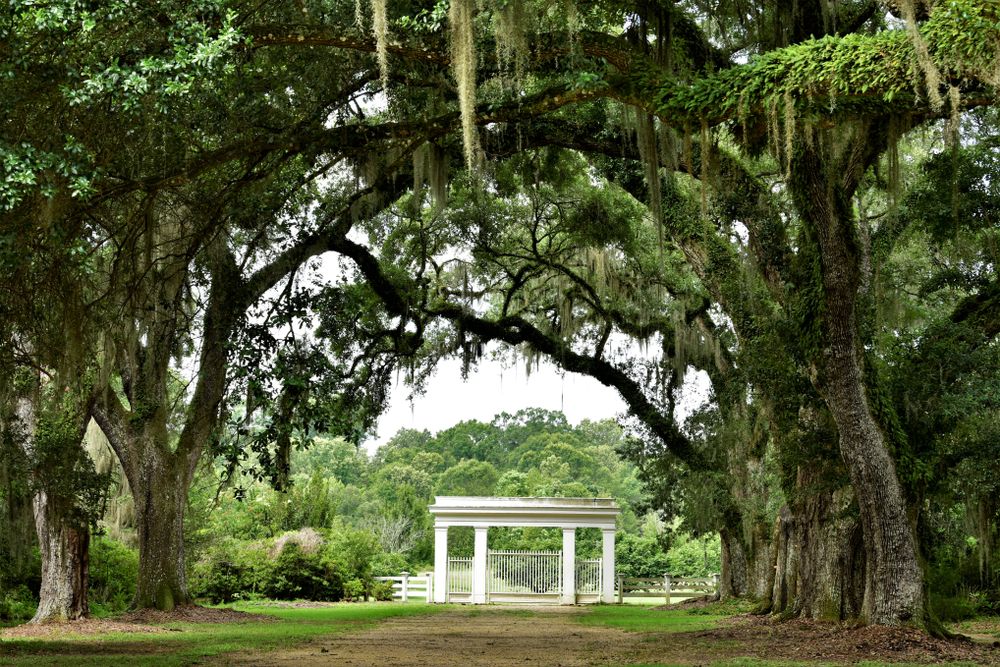 Canopy of oak branches over Rosedown Plantation State Historic Site's entrance