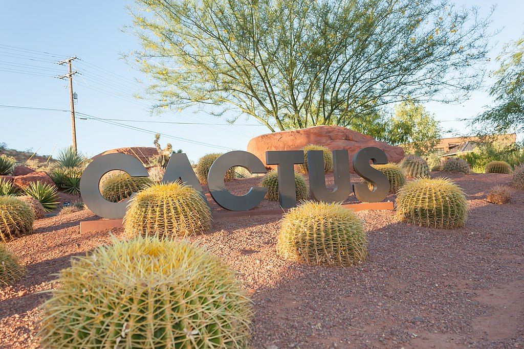 Cactus area at Red Hills Desert Garden