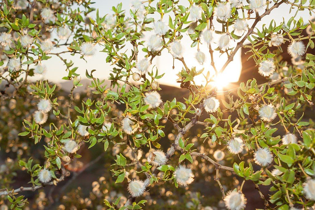 Flowers at Red Hills Desert Garden