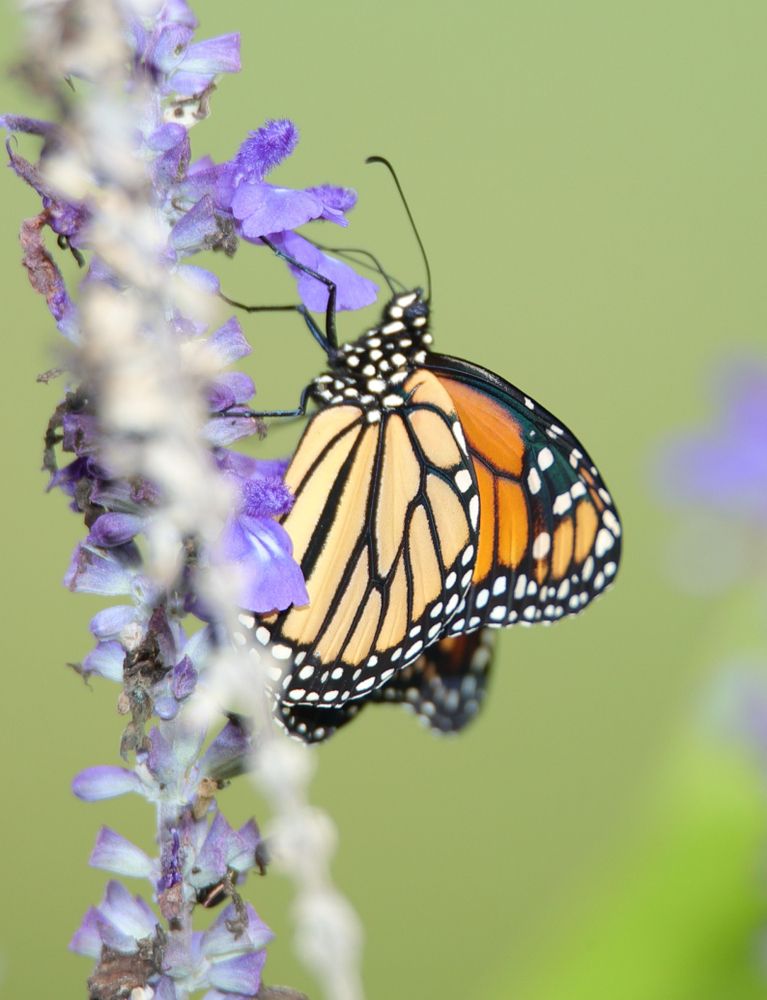 Butterfly on a flower at Lewis Ginter Botanical Garden.