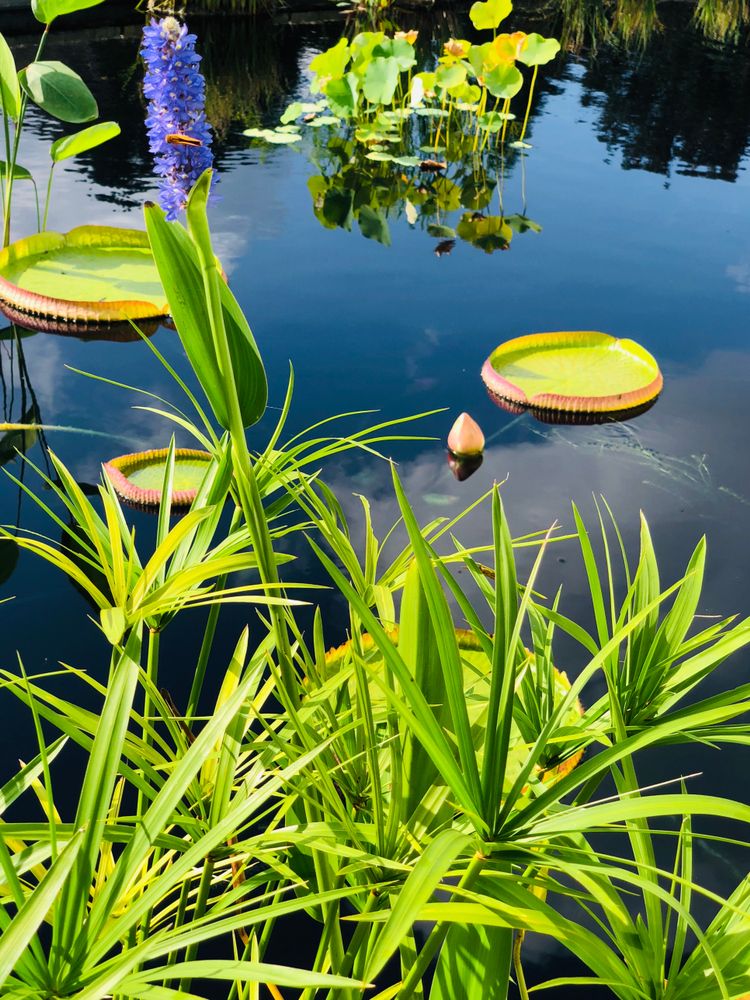 Lily pads on water at Lewis Ginter Botanical Garden.