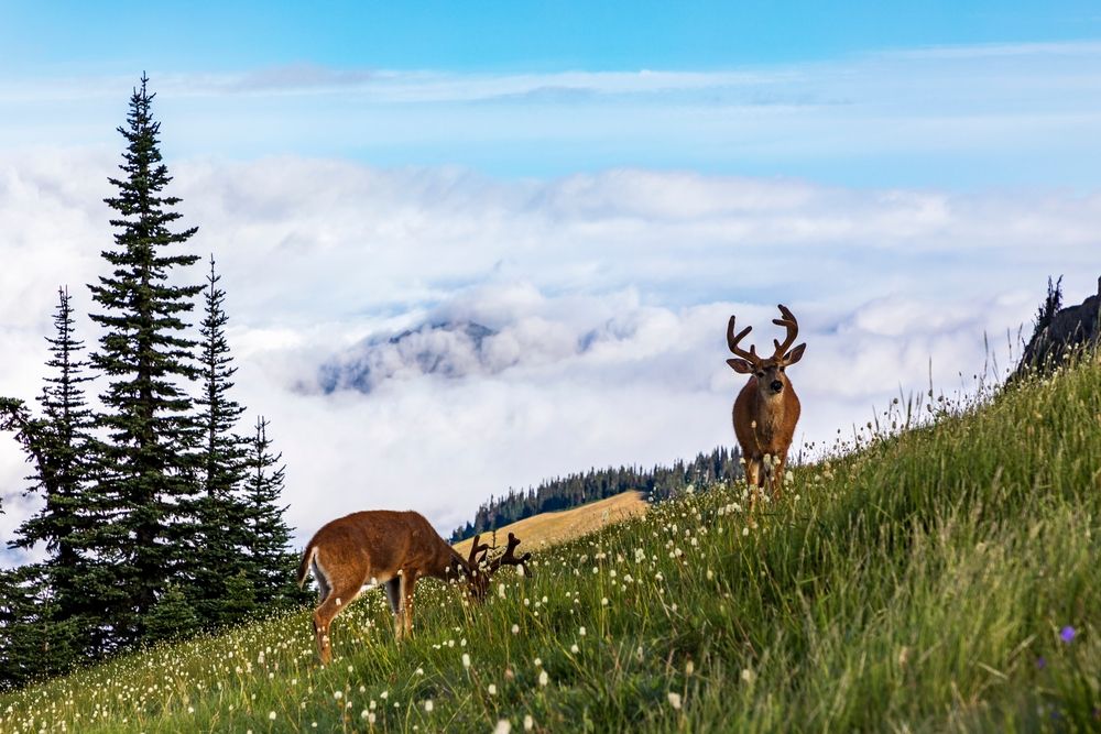 View of Deers in Hurricane Ridge