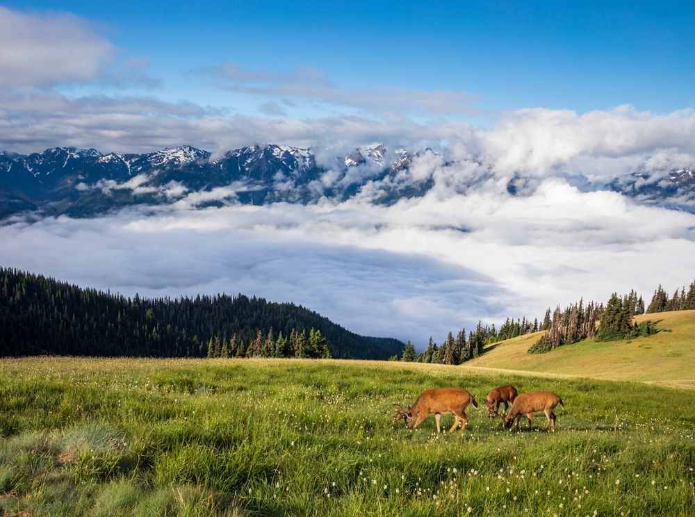 View of Deers in Hurricane Ridge