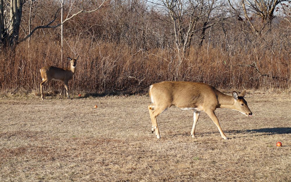 Deer at Great Kills Park