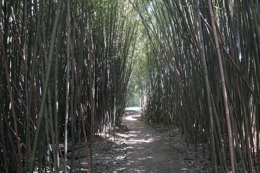 Trail lined with trees at New York Chinese Scholar's Garden