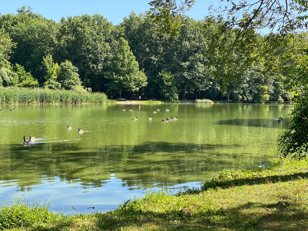 A lake at Willowbrook Park