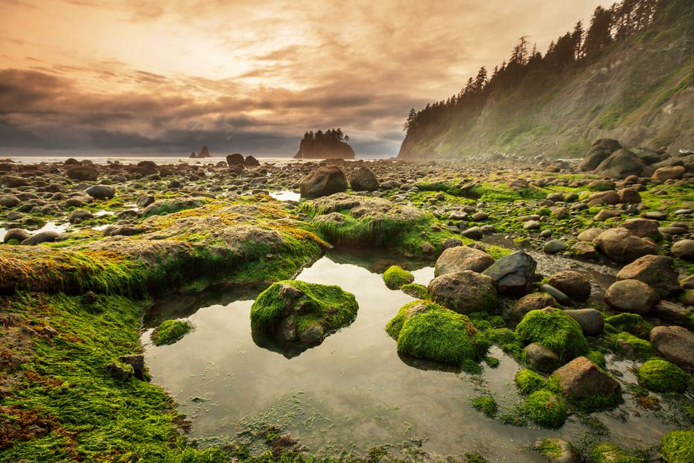 Olympic National Park's Ecosystems