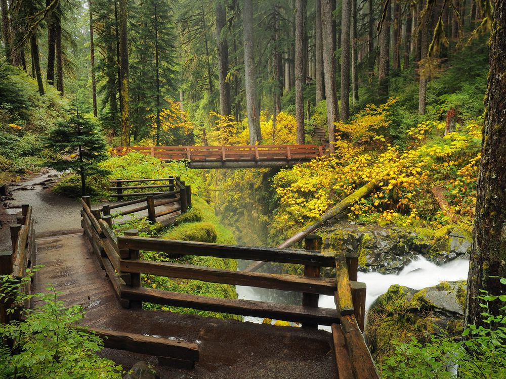 Olympic National Park's Ecosystems