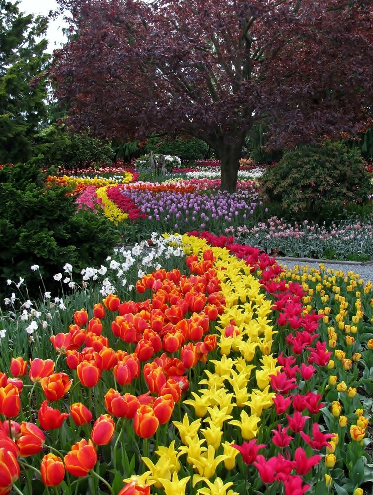 View of Skagit Valley Tulips