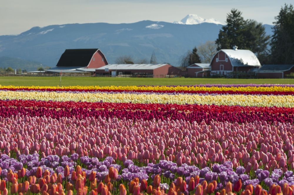 View of Skagit Valley Tulips