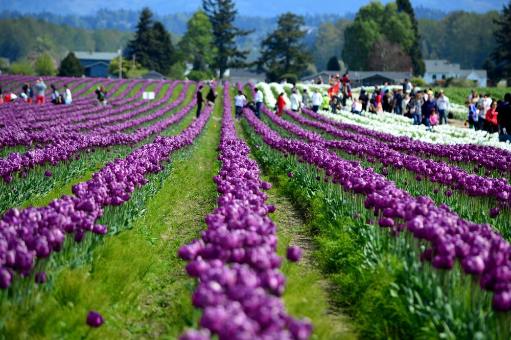 View of Skagit Valley Tulips