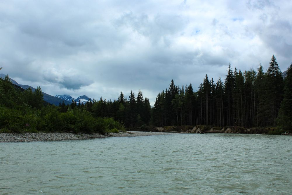 Tall trees surrounding Taiya River