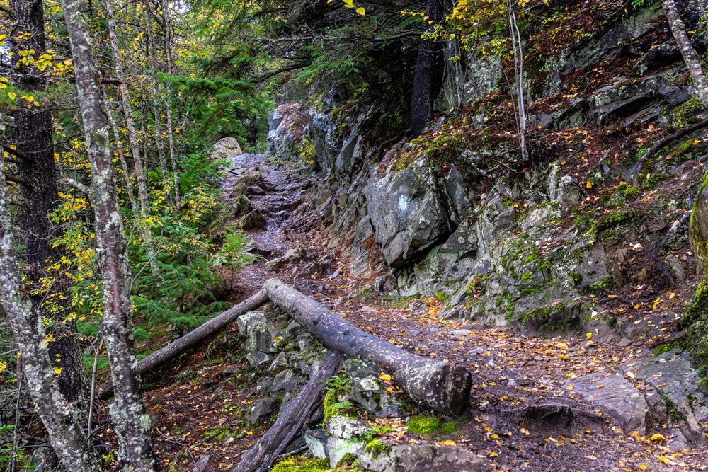 Tree trunks along a trail