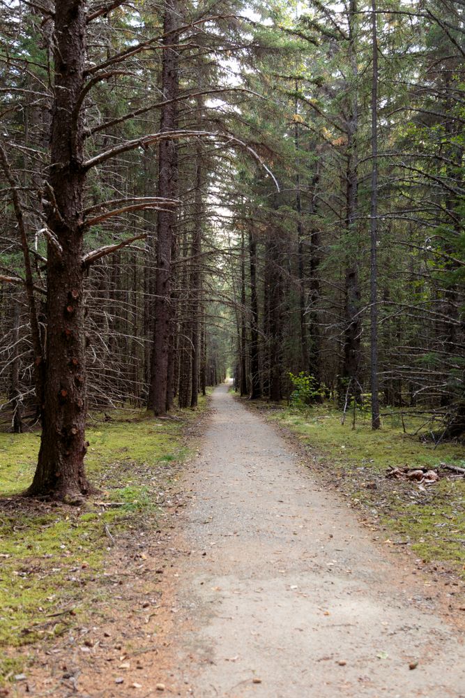 Trees framing a trail at Klondike Gold Rush National Historic Park