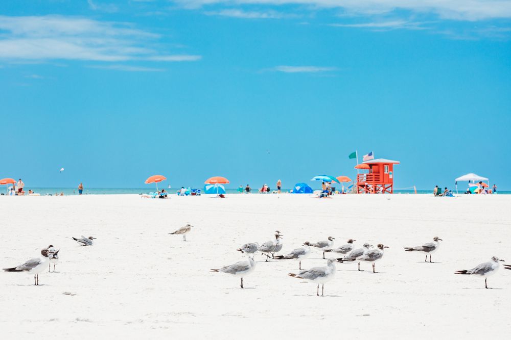 People and birds at Siesta Key Beach