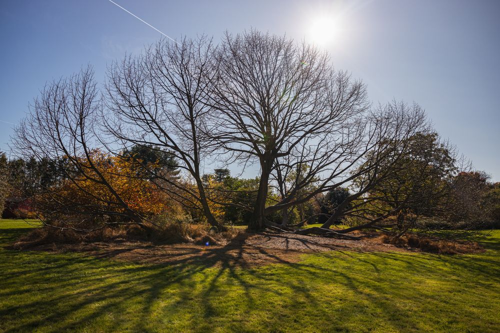 Bald trees at Rutgers Gardens