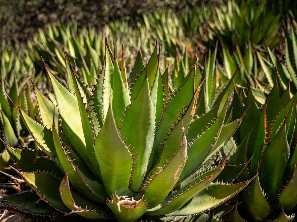 Cacti at California Botanic Garden