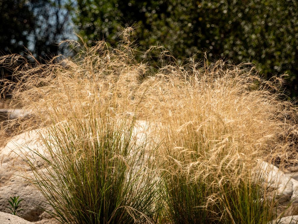 Flowers at California Botanic Garden