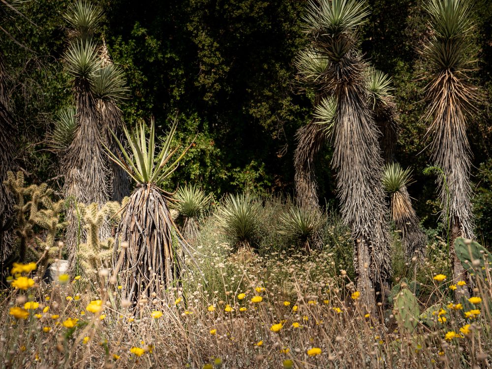 Flowers at California Botanic Garden