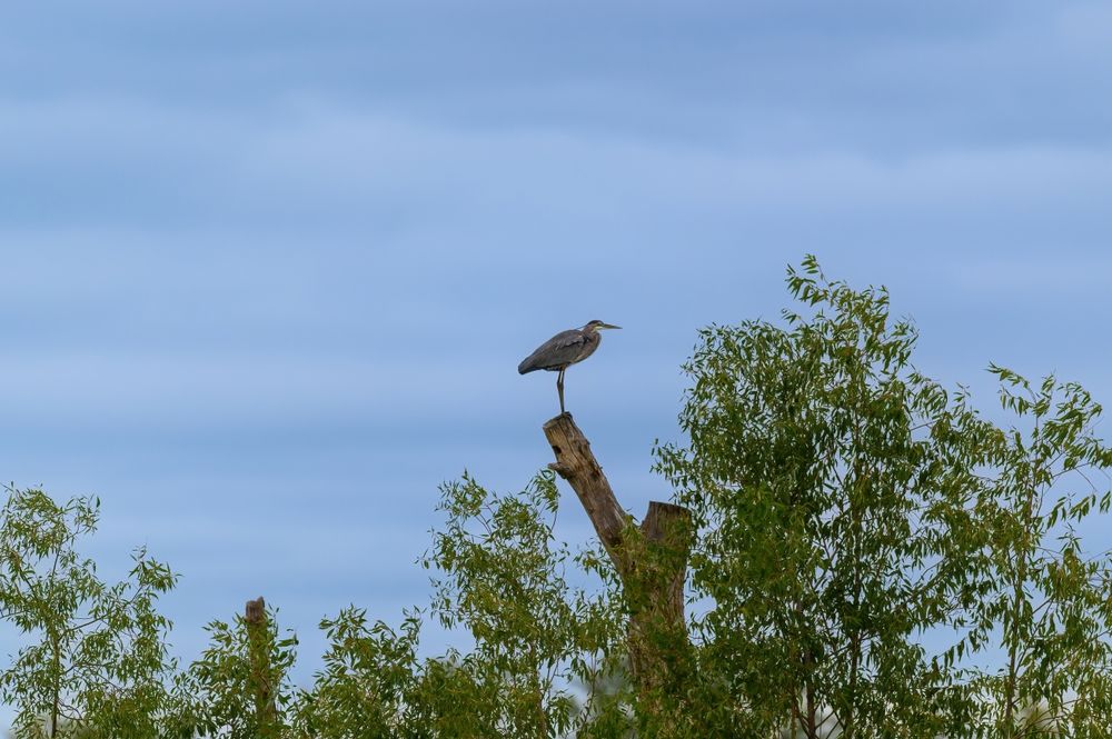 A bird perched on a tree at Shiawassee National Wildlife Refuge