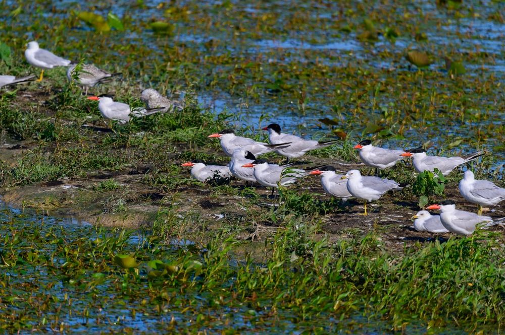 Caspian Terns at Shiawassee National Wildlife Refuge