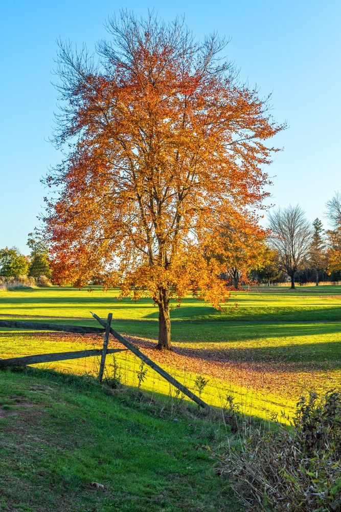 A tree at Colonial Park
