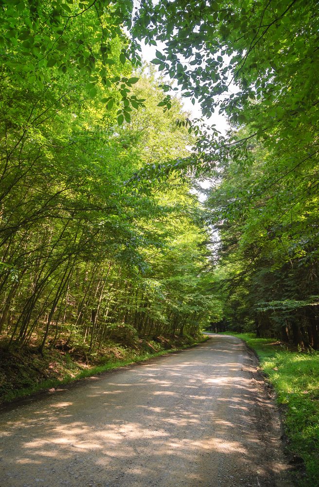 Dirt road of Allegany State Park