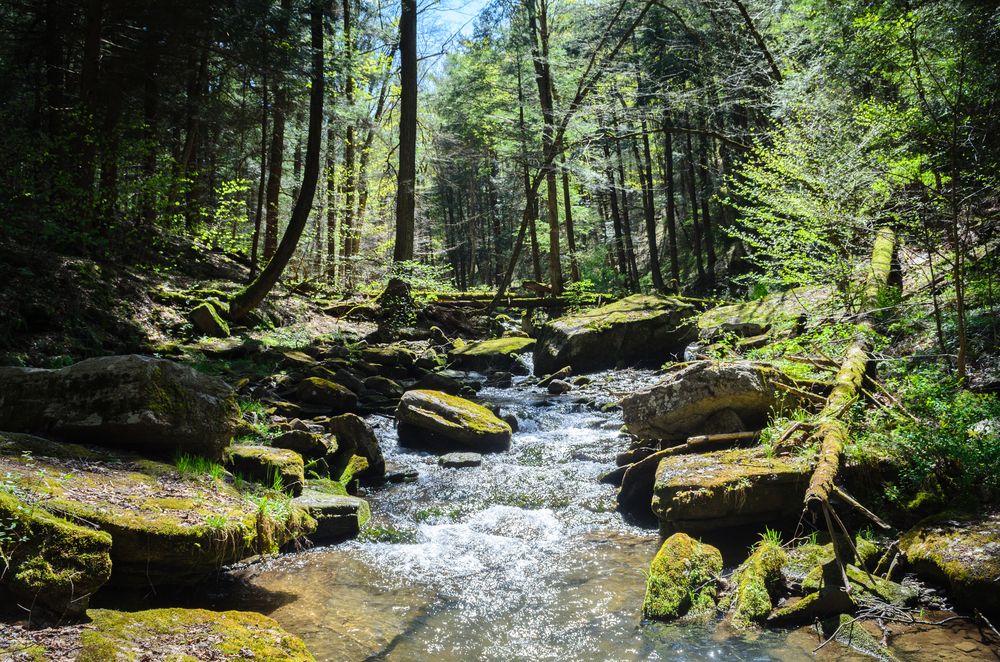 A creek along Allegany State Park's nature trail