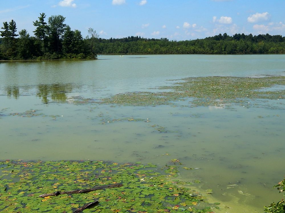 The pond of Beaver Lake Nature Center