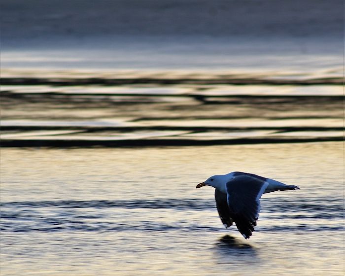 A bird with a fish in its beak at South Beach