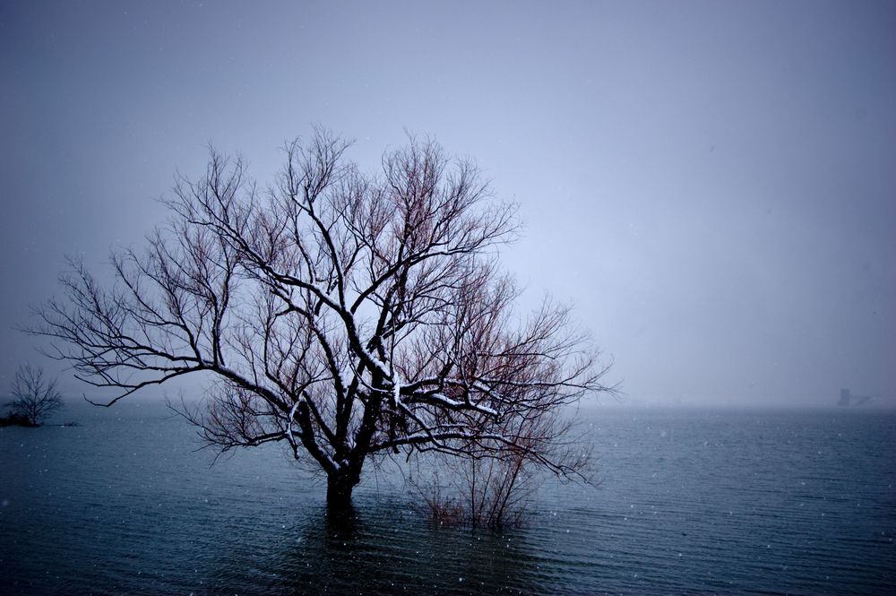 Half submerged tree on Lake Grapevine