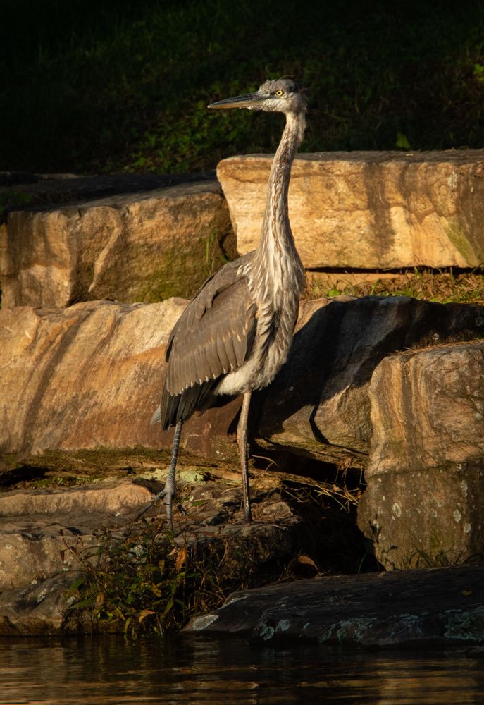 An egret at McDade Park